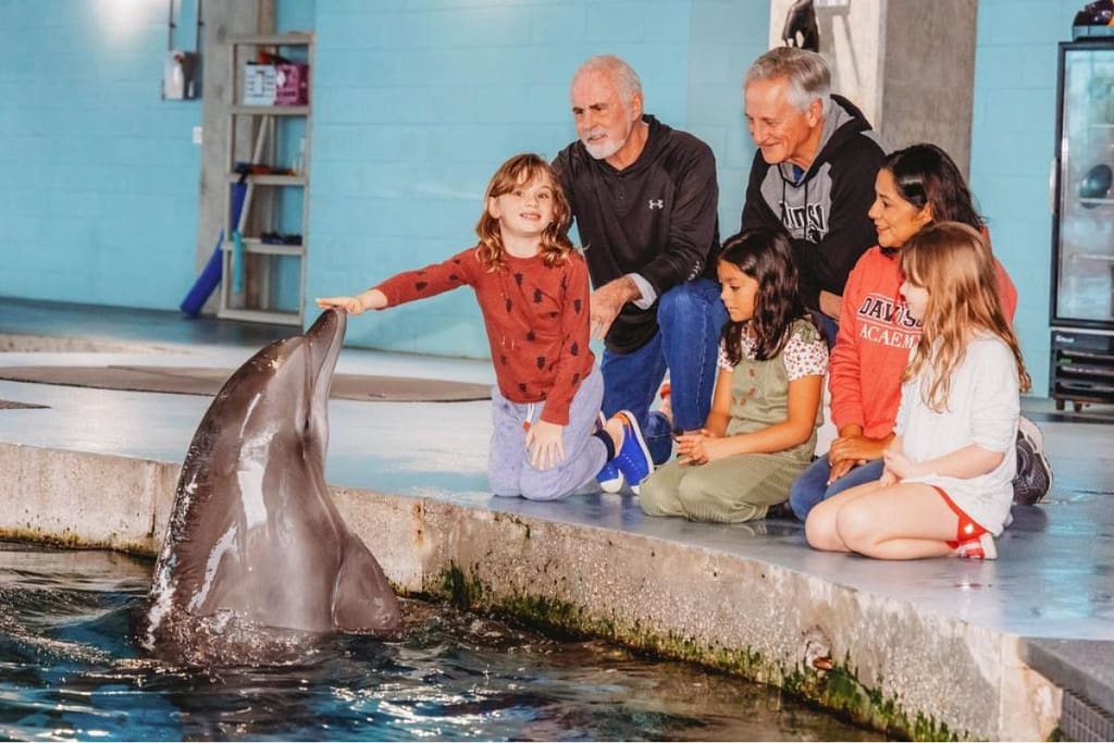clearwater-marine-aquarium-family-dolphins-1200x800 | Go With The Family Clearwater Marine Aquarium with dolphins and families visiting exhibits in Florida