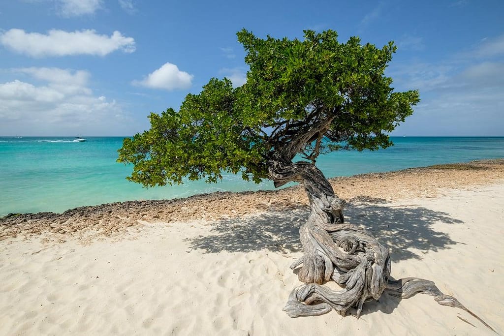 eagle-beach-aruba | Go With The Family Eagle Beach in Aruba with white sand, calm turquoise water, and iconic divi trees, perfect for families