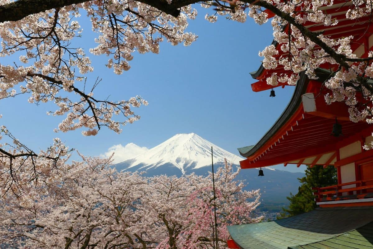 japan-cherry-blossoms-mount-fuji-family-travel | Go With The Family Cherry blossoms, a traditional Japanese pagoda, and Mount Fuji in spring, one of Japan's most iconic family travel scenes.