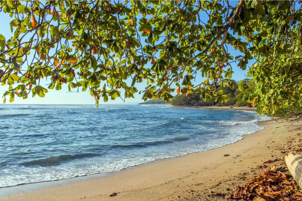 Tamarindo Beach, Costa Rica | Go With The Family Tamarindo Beach in Costa Rica with tropical trees framing a sandy beach and calm ocean, ideal for family beach vacations.