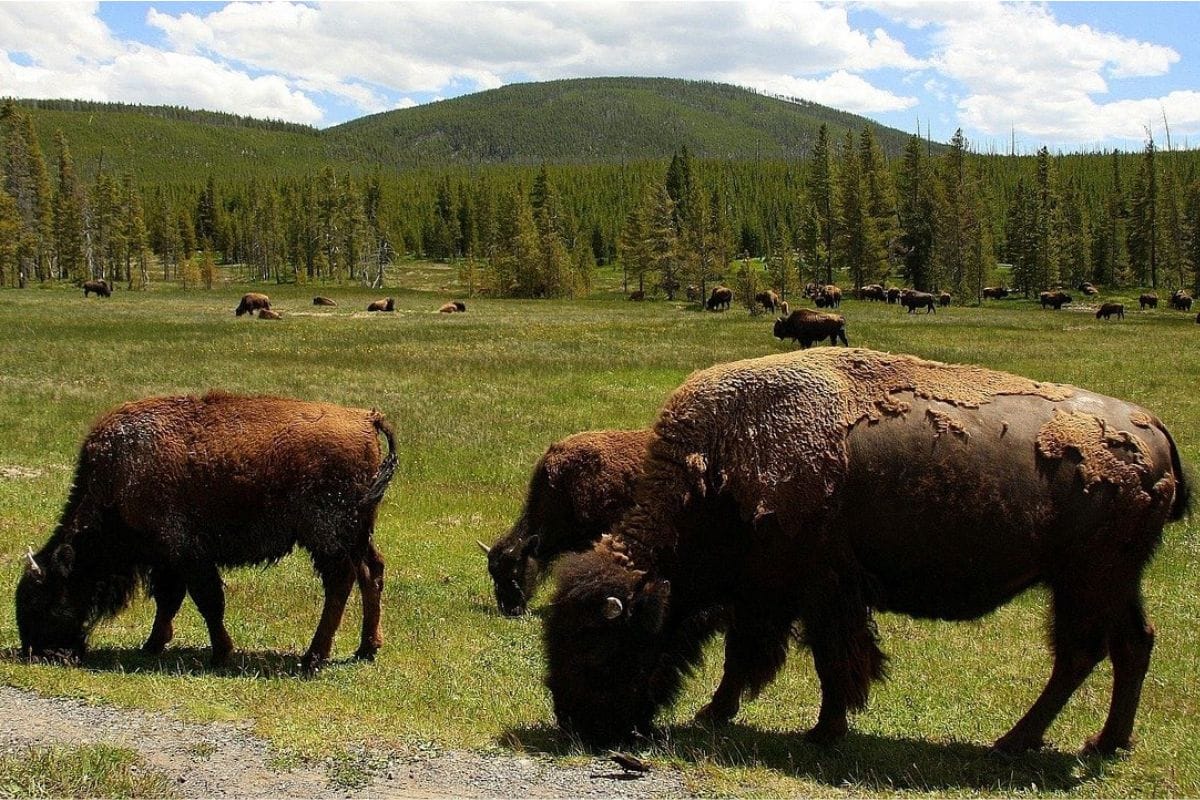 yellowstone-bison-meadow-family-travel-1200x800 | Go With The Family Bison grazing in a meadow in Yellowstone National Park surrounded by forests and mountains, one of the best family wildlife experiences in the USA.