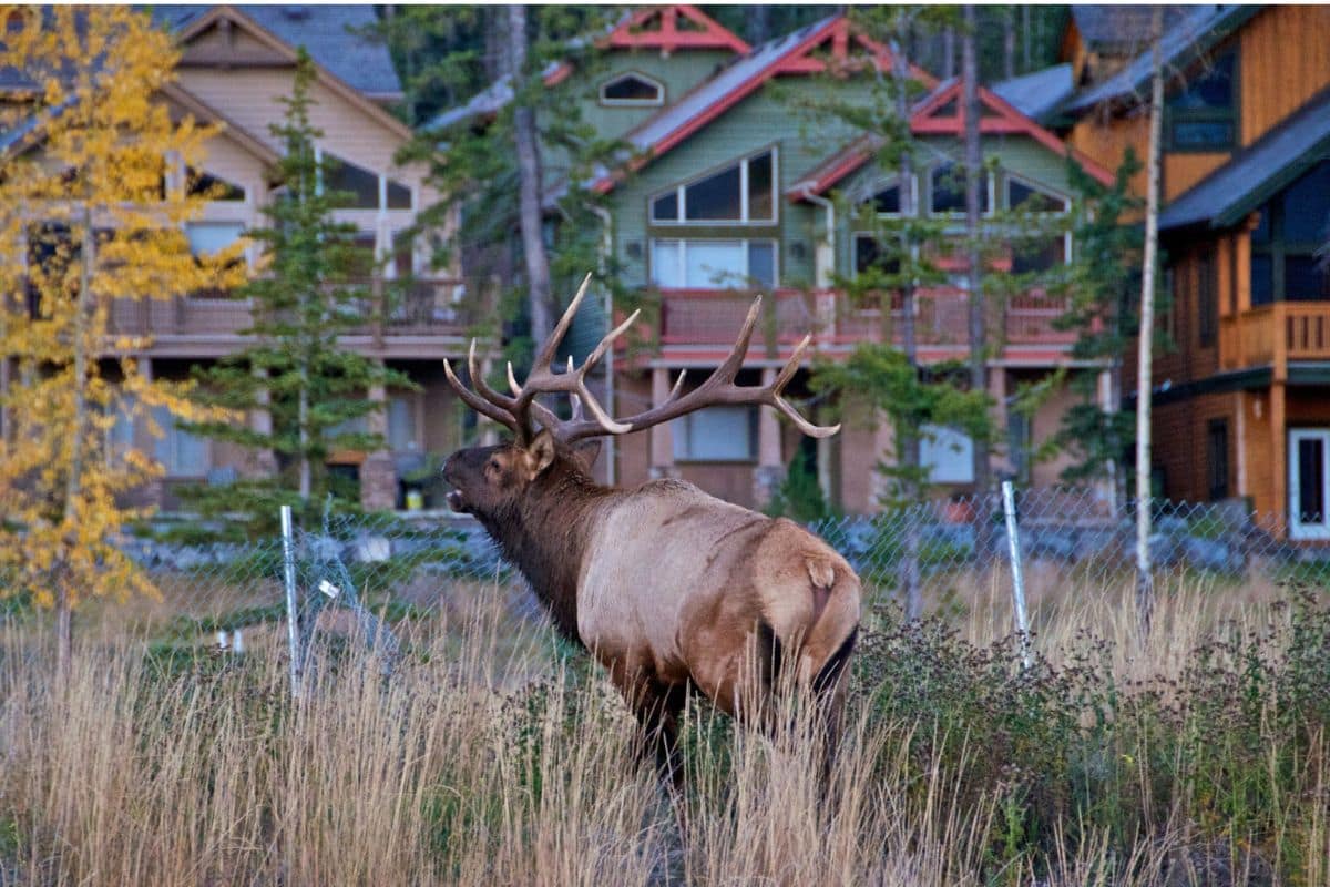Elk Near Mountain Homes in the Canadian Rockies | Go With The Family Bull elk near mountain homes in the Canadian Rockies
