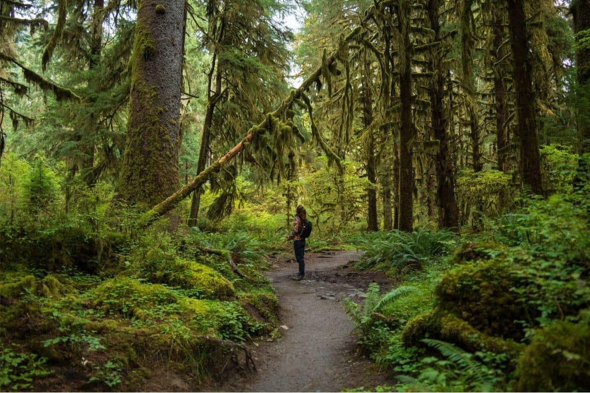 Hoh Rain Forest — Olympic National Park | Go With The Family Hiker walking beneath moss-covered old-growth trees in the Hoh Rain Forest at Olympic National Park