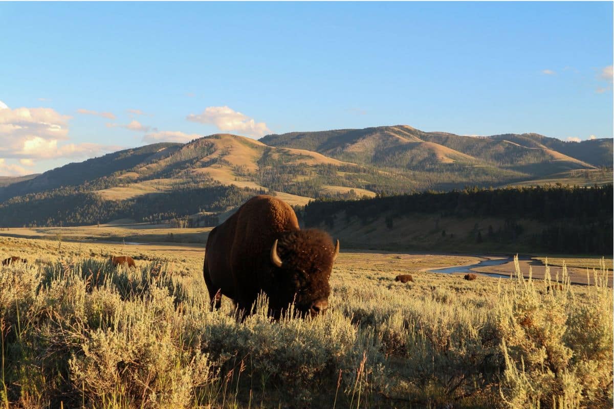 Bison in Lamar Valley, Yellowstone National Park | Go With The Family Bison grazing in Lamar Valley with mountains and the Lamar River in Yellowstone National Park