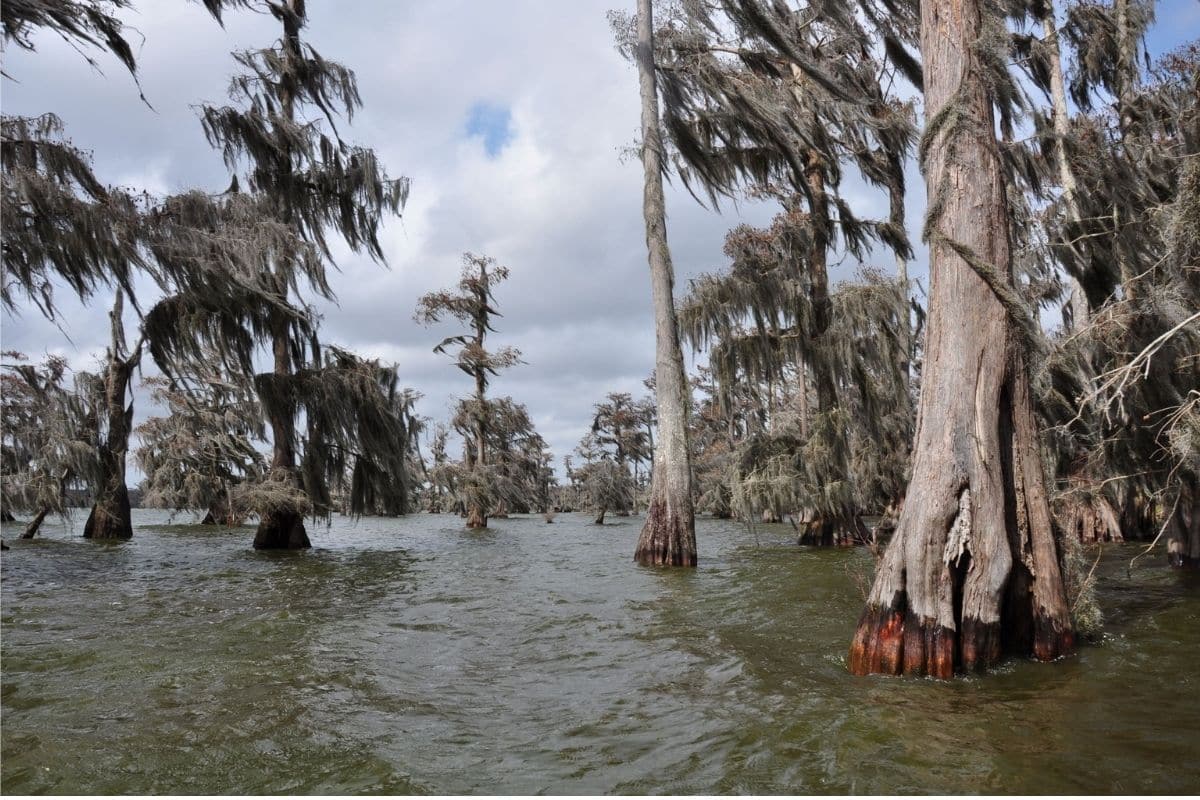 Cypress Wetlands in Louisiana | Go With The Family Bald cypress trees and Spanish moss in a flooded Louisiana wetland