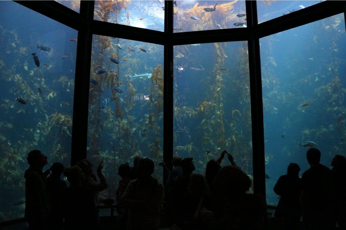 Monterey Bay Aquarium Kelp Forest | Go With The Family Families viewing the giant kelp forest exhibit at Monterey Bay Aquarium in California