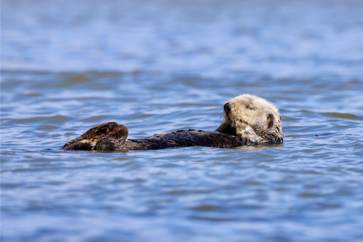 Monterey bay sea otter, California | Go With The Family Sea otter floating in the waters of Monterey Bay along California’s Pacific Coast