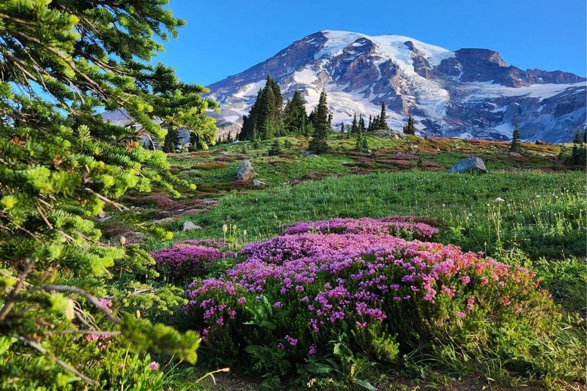 Mount Rainier at Paradise | Go With The Family Mount Rainier rising above colourful wildflower meadows at Paradise in Mount Rainier National Park