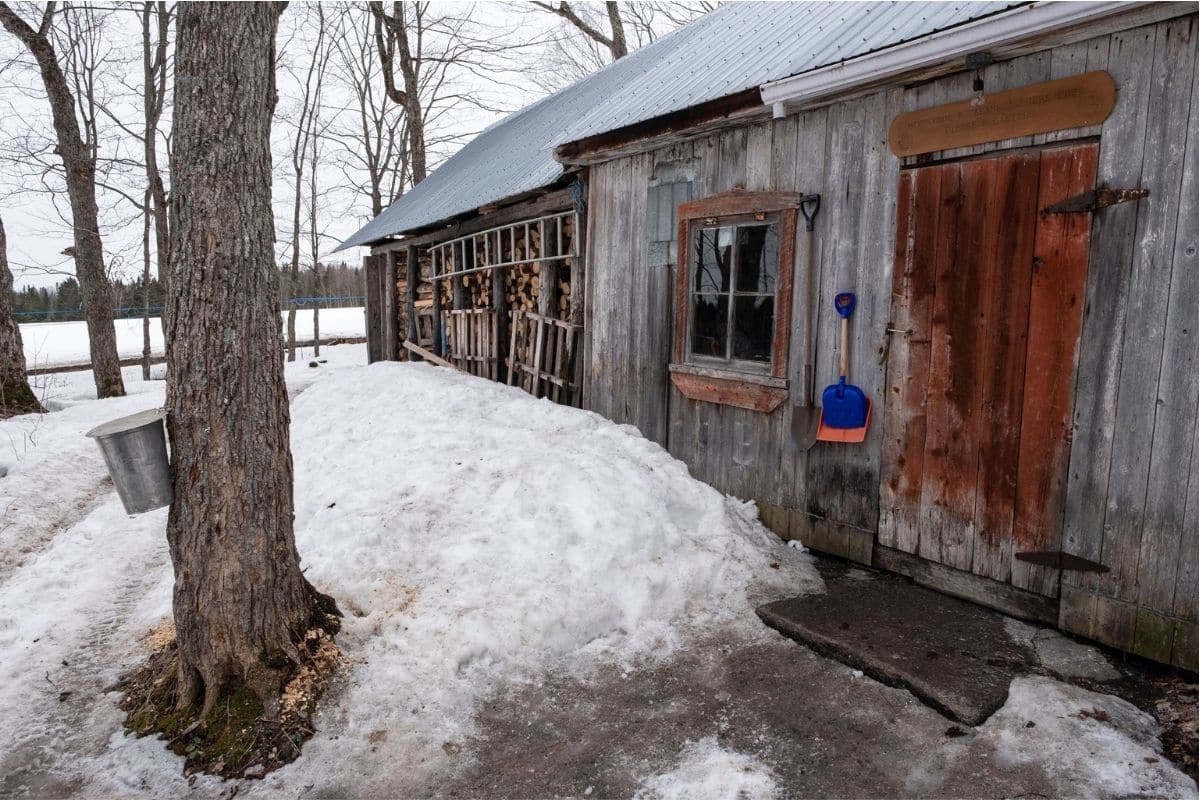 Vermont Maple Sugarhouse in Sugaring Season | Go With The Family Traditional Vermont maple sugarhouse with a sap bucket on a maple tree during sugaring season