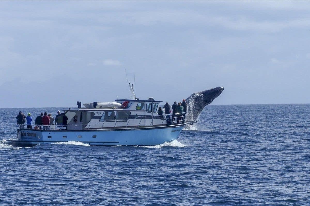 Cape Breton Whale Watching — Pleasant Bay | Go With The Family Whale breaching beside a whale-watching boat off Cape Breton Island, Nova Scotia