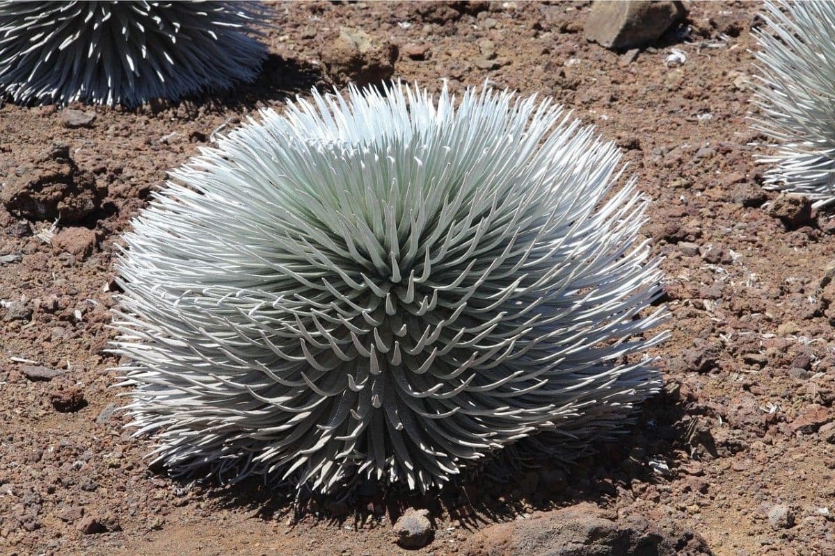Haleakalā Silversword, Maui | Go With The Family Haleakalā silversword growing in volcanic terrain near the summit of Haleakalā on Maui, Hawaii