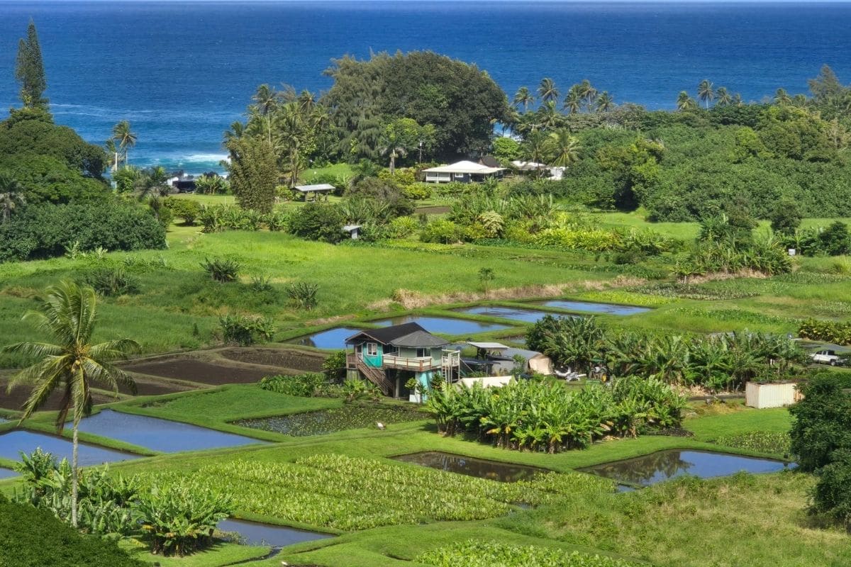 Kalo Fields on Keʻanae Peninsula, Maui | Go With The Family Kalo fields on Keʻanae Peninsula overlooking the Pacific Ocean in Maui, Hawaii