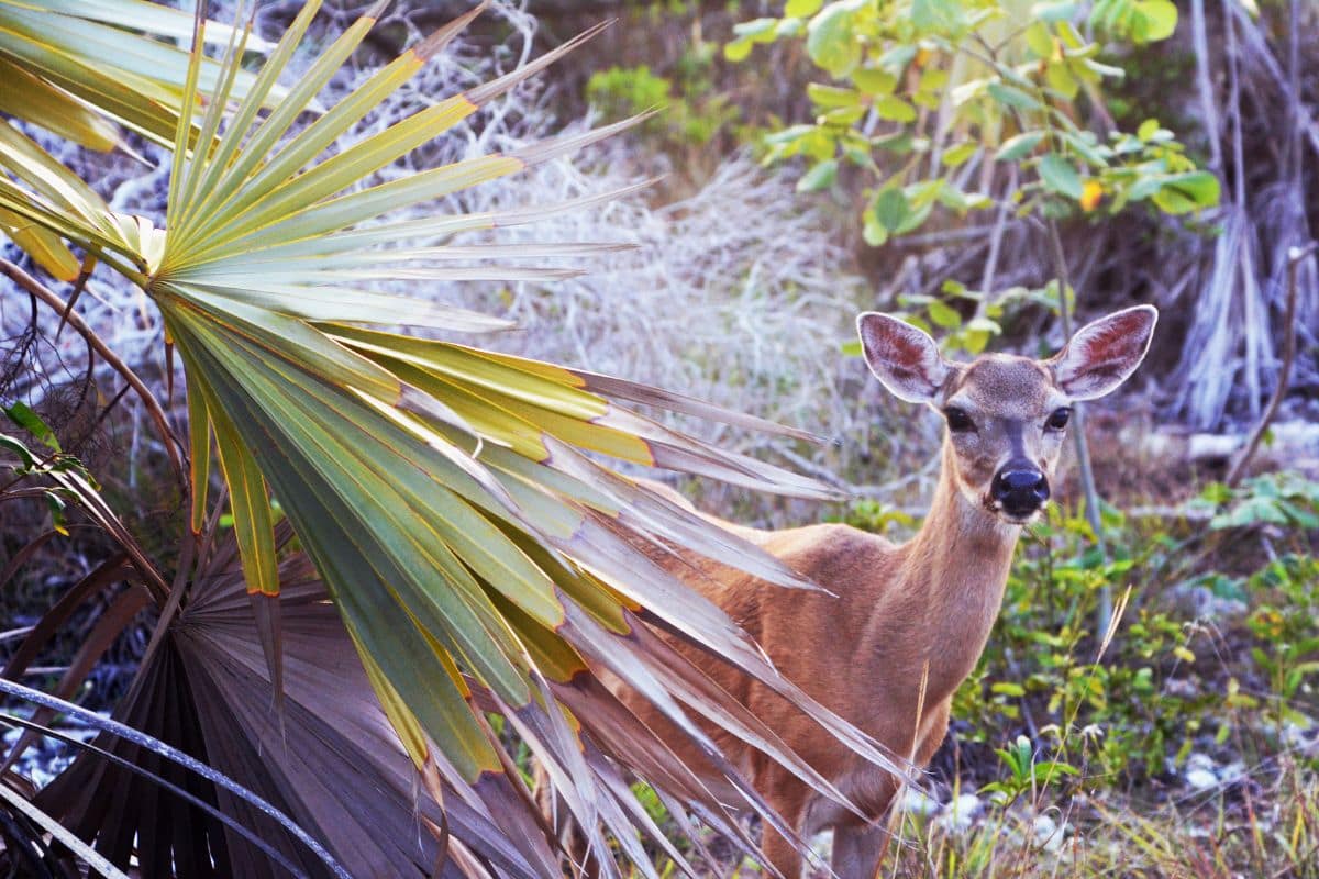 Key Deer on Big Pine Key | Go With The Family Key deer standing among native vegetation on Big Pine Key in the Lower Florida Keys