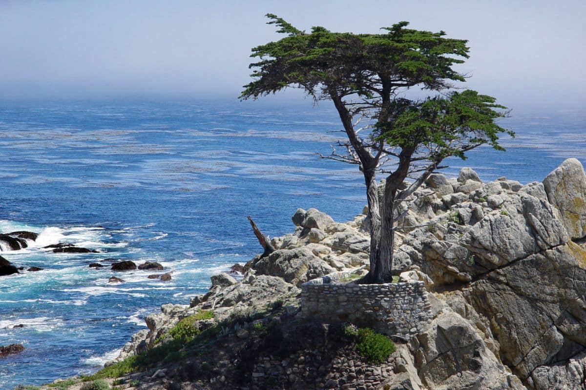 The Lone Cypress on 17-Mile Drive | Go With The Family The Lone Cypress standing on a rocky outcrop above the Pacific Ocean along 17-Mile Drive in California