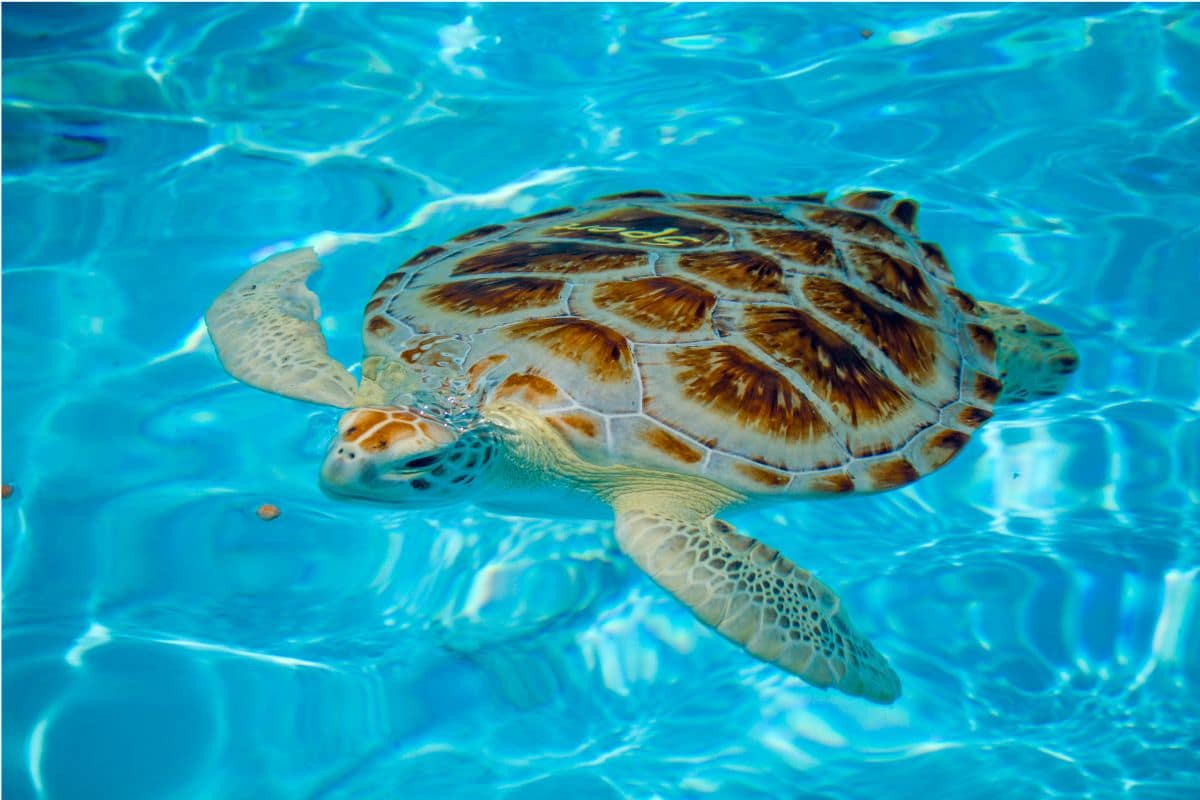 Sea Turtle at The Turtle Hospital in Marathon | Go With The Family Sea turtle swimming in a rehabilitation pool at The Turtle Hospital in Marathon, Florida