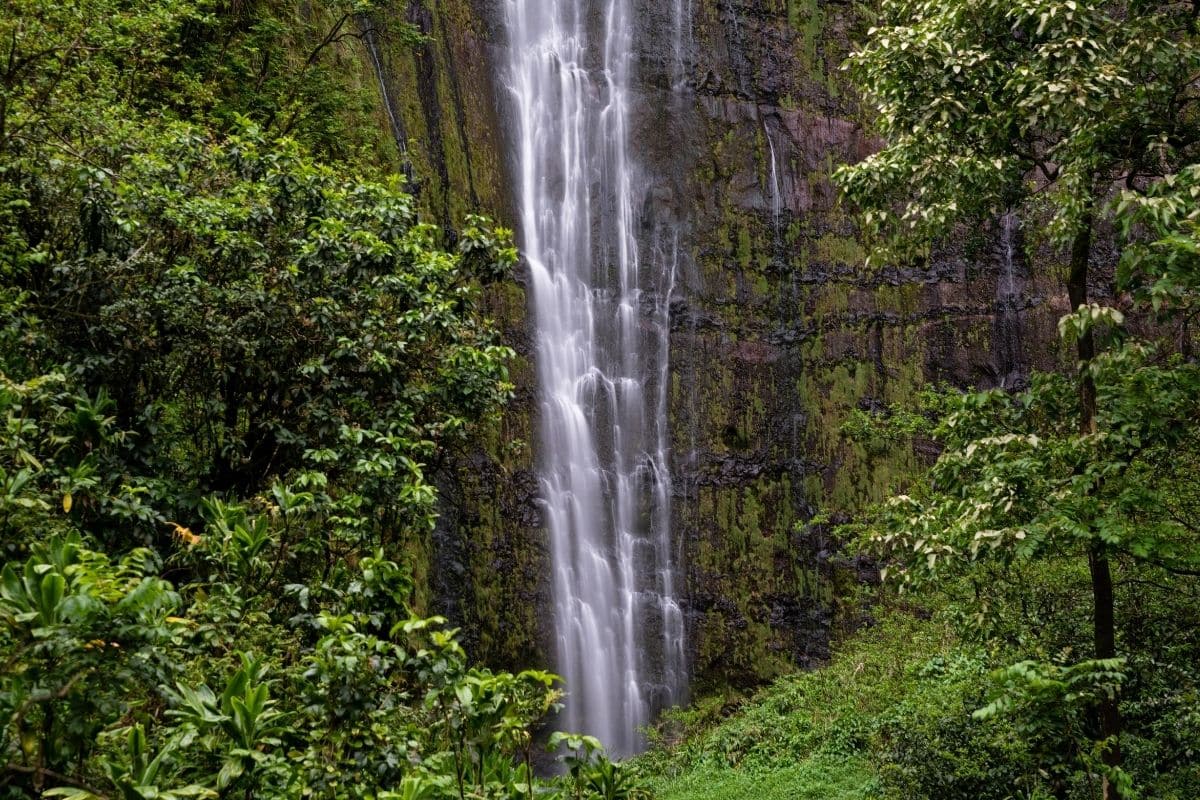 Waimoku Falls, Haleakalā National Park | Go With The Family Waimoku Falls dropping down a lush cliff in Haleakalā National Park on Maui, Hawaii