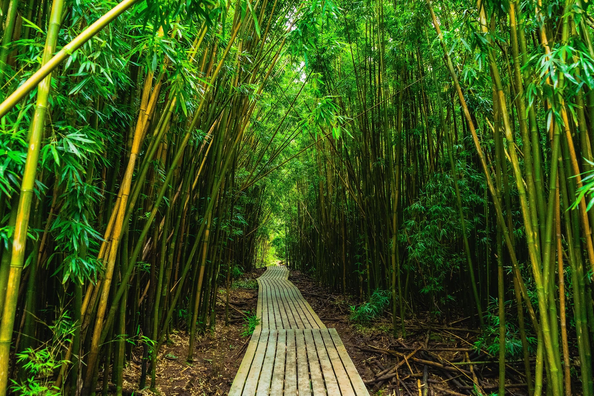 Bamboo Forest on the Pīpīwai Trail, Maui | Go With The Family Wooden boardwalk through the bamboo forest on the Pīpīwai Trail in Haleakalā National Park, Maui